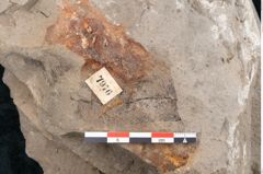Foto (Detailansicht) von Quercus pseudolonchitis Ettingshausen (NHMW-GEO-2024-0188-7976)